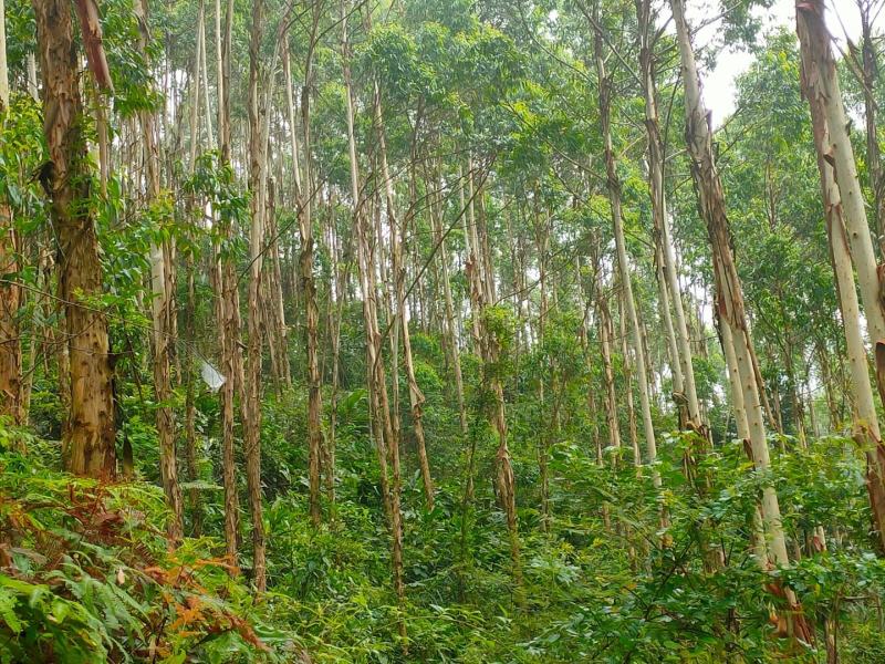 广西玉林范围内大量收购，承包桉树林