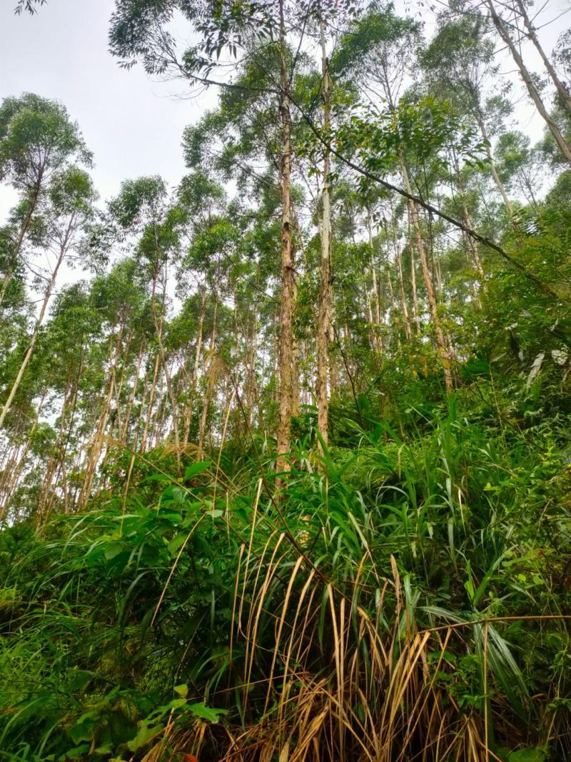 广西玉林范围内大量收购，承包桉树林