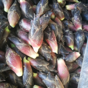 野菜(阳荷，蘘荷，洋荷姜，)如东县获得全国农产品地理标志