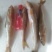 黄姑子，棍子鱼，江泥鳅