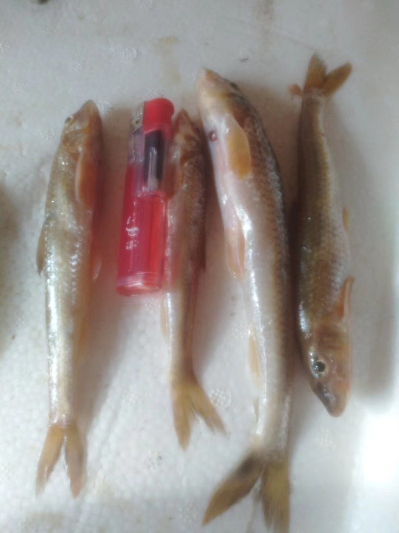 黄姑子，棍子鱼，江泥鳅