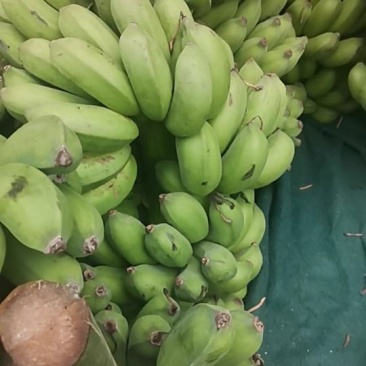 广西当季香蕉，小米蕉鸡蕉……