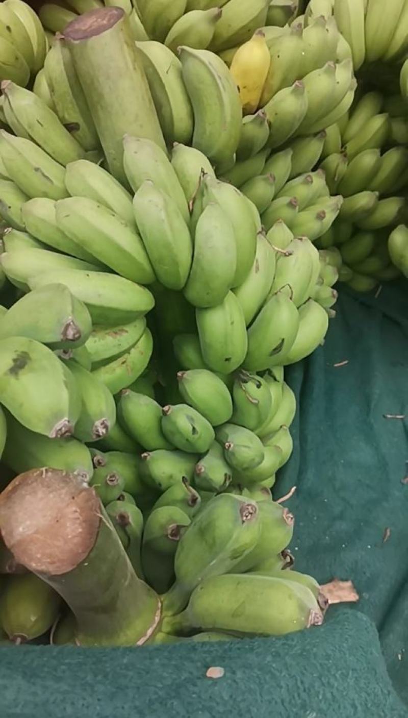 广西当季香蕉，小米蕉鸡蕉……