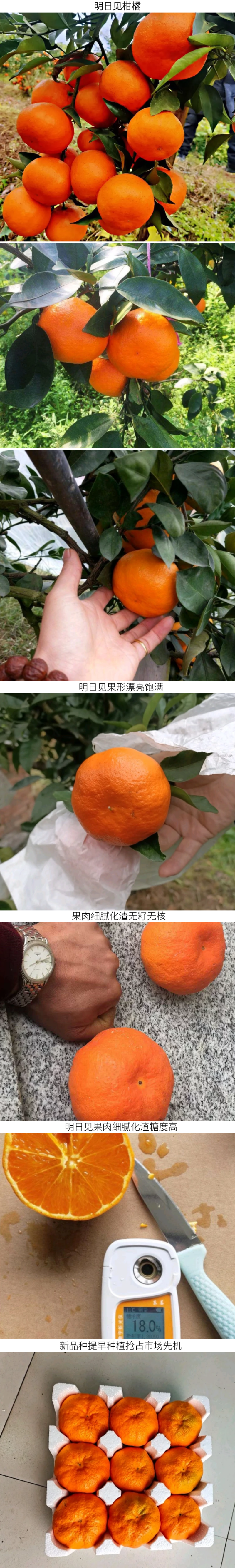 【新品种不裂果】明日见柑橘苗阿斯密柑橘苗/纯正指导种植