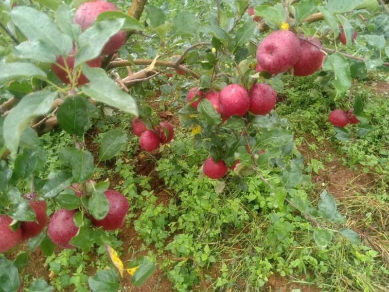 大凉山红将苹果盐源县苹果糖心苹果产地代办来电优惠