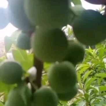 水果