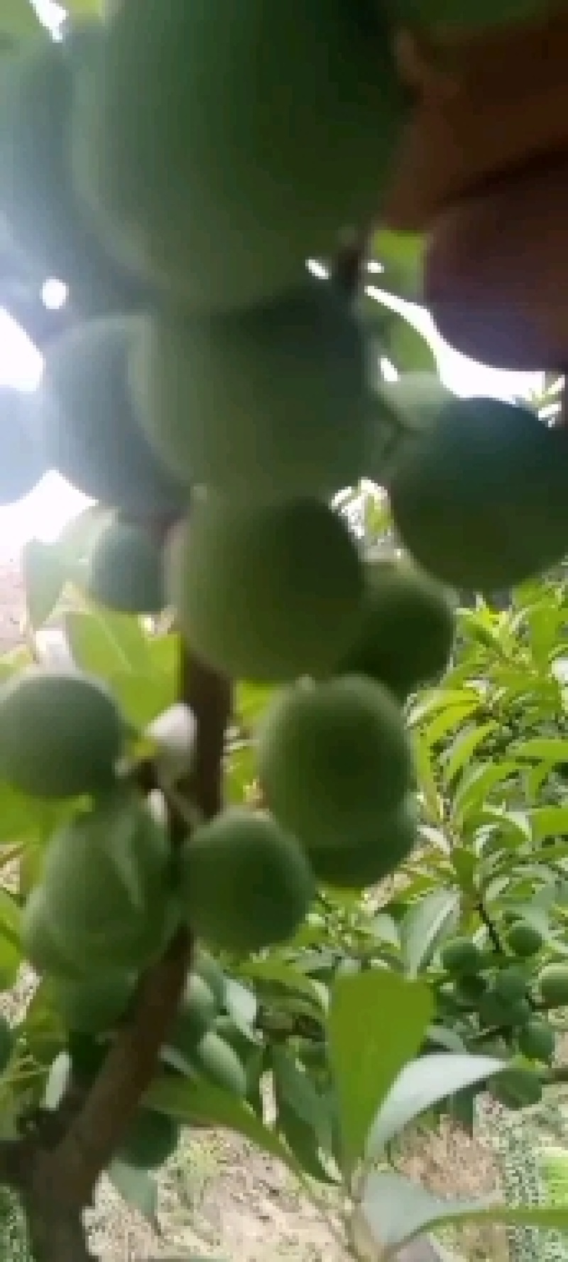 水果