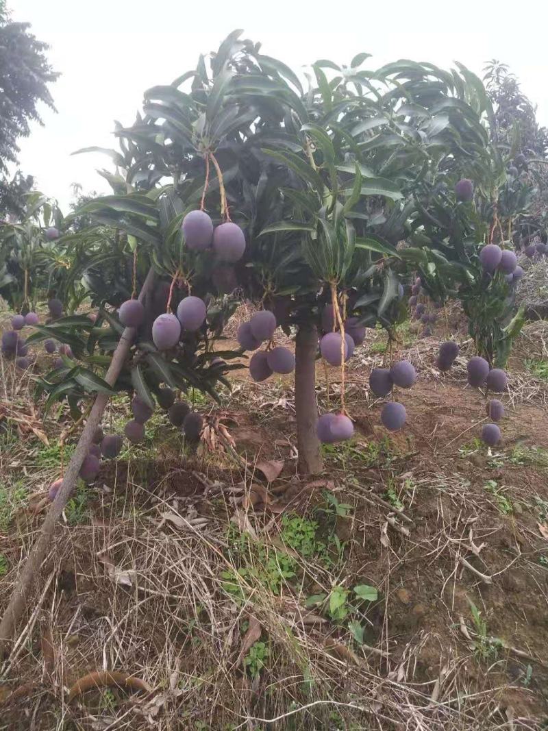 攀枝花红苹芒光果苹果芒白袋苹果芒黄袋苹果芒黄袋晒果