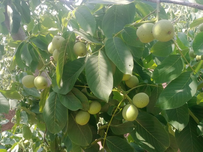 青皮核桃大量供应，基地发货需要的老板联系