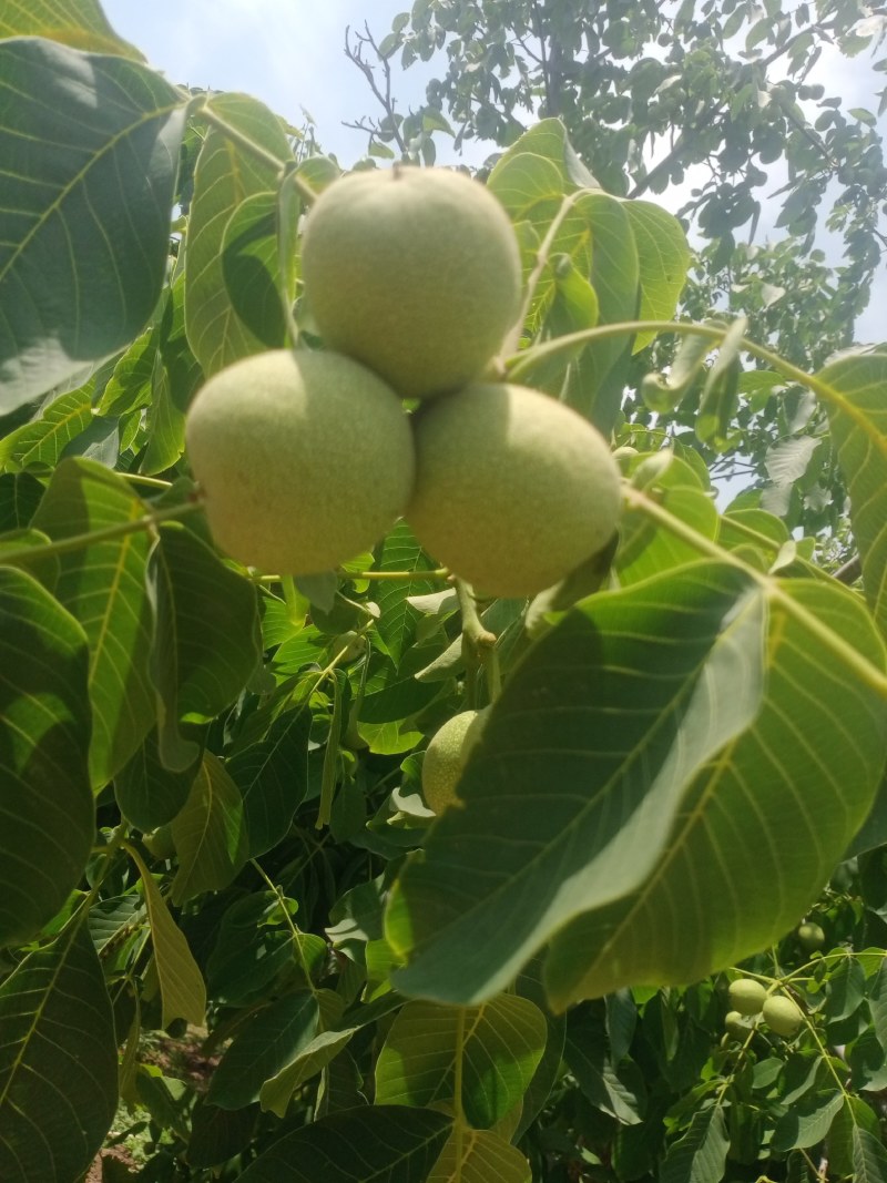 青皮核桃大量供应，基地发货需要的老板联系