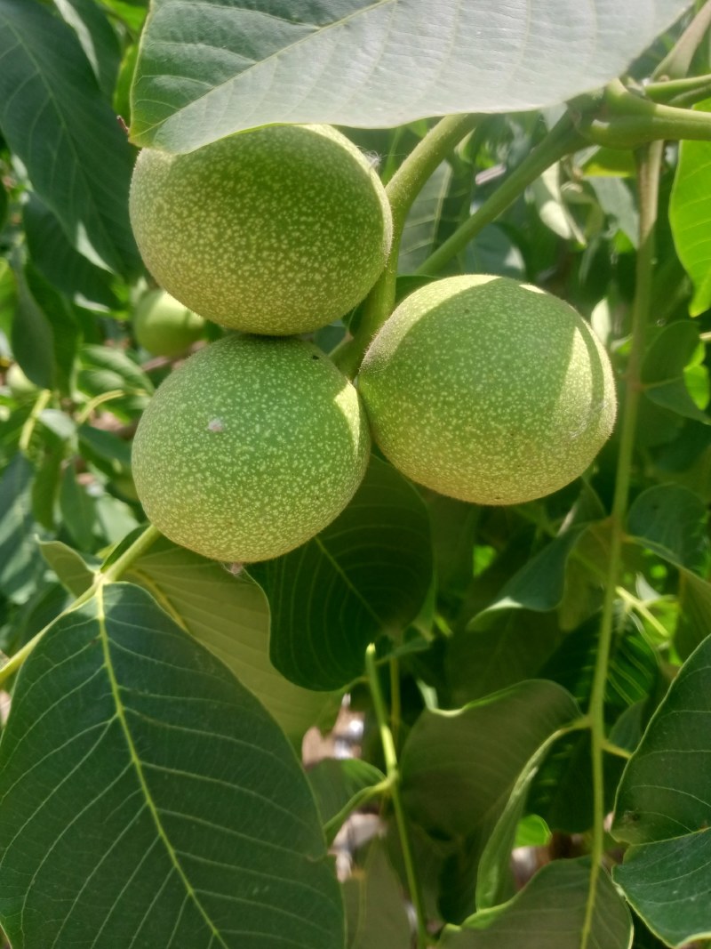 青皮核桃大量供应，基地发货需要的老板联系