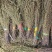 独脚金广西野生独脚金丶两斤起发，支支持线上交易包邮到家