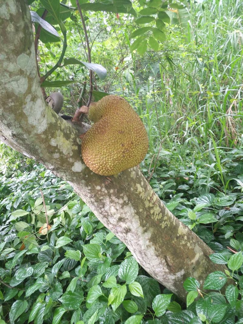 木菠萝