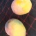 攀枝花芒果大脸芒果椰香凯特苹果芒金煌芒果凯特芒果黄袋