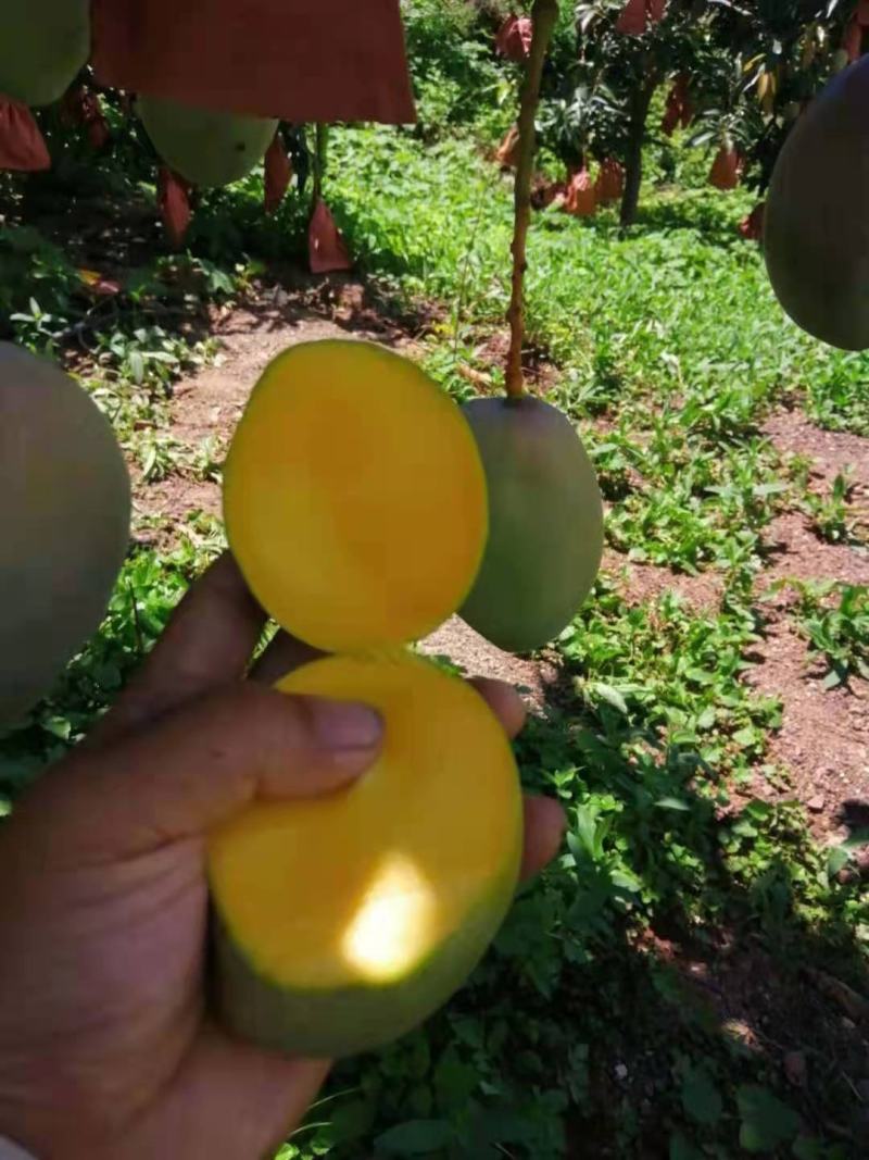 攀枝花芒果大脸芒果椰香凯特苹果芒金煌芒果凯特芒果黄袋