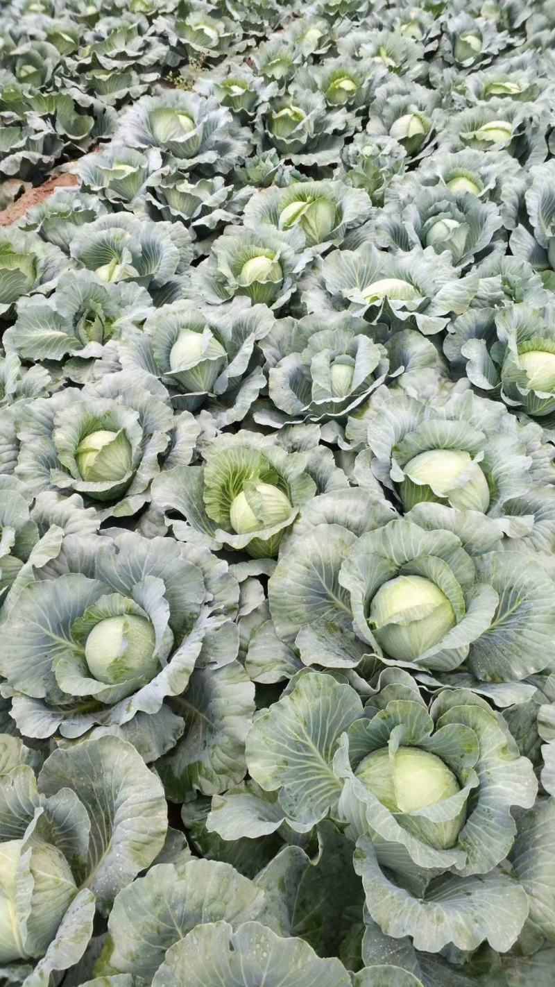 陕西靖边蔬菜