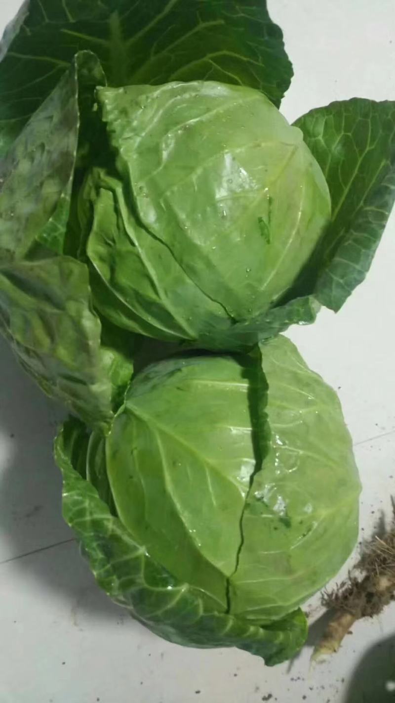陕西靖边蔬菜