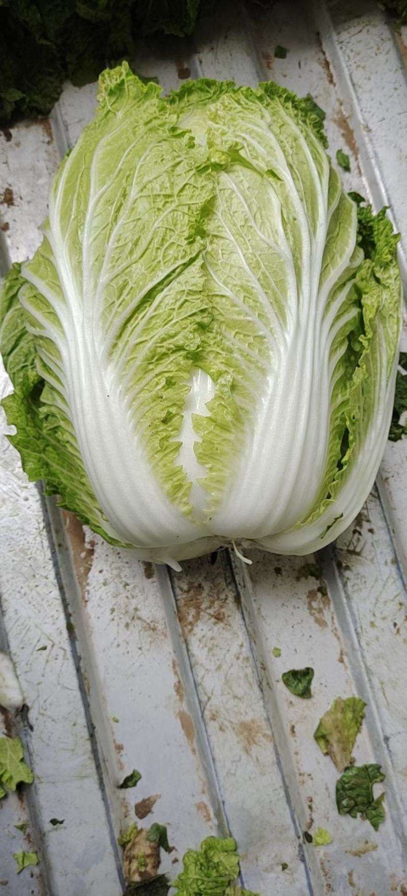 陕西靖边蔬菜