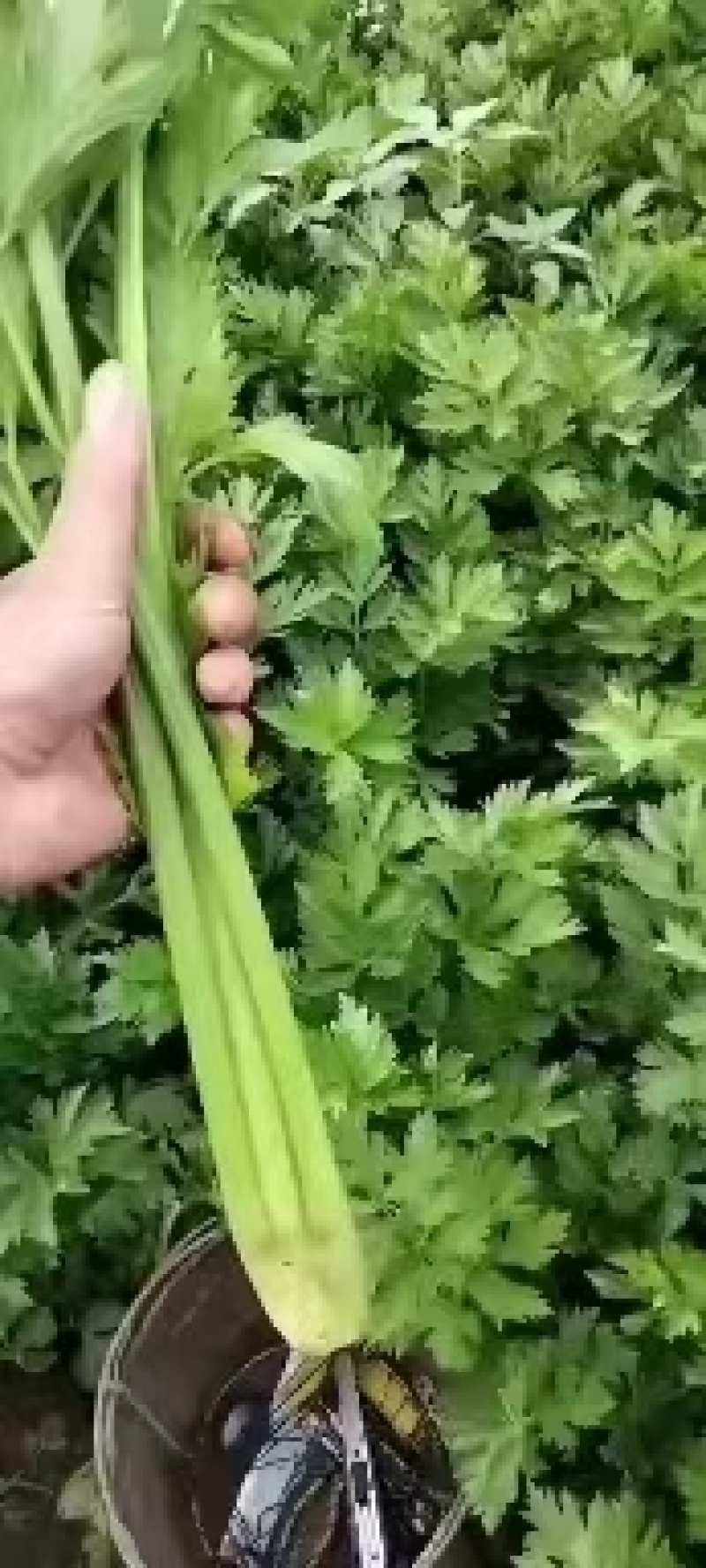 陕西靖边蔬菜
