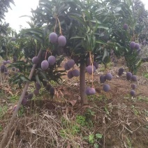 攀枝花凯特芒果白袋果黄袋果