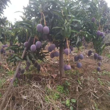 攀枝花凯特芒果白袋果黄袋果