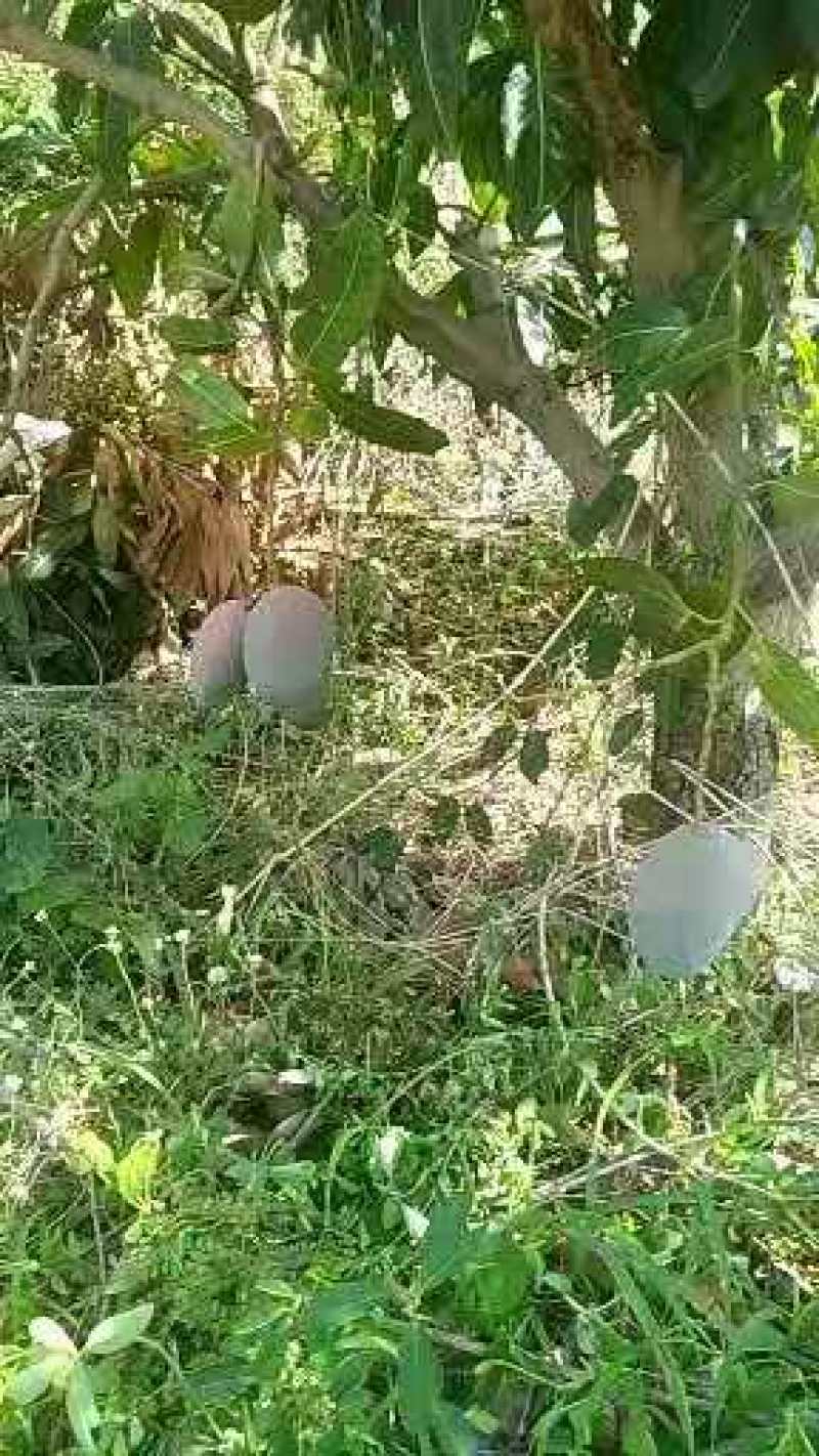 攀枝花凯特芒果白袋果黄袋果