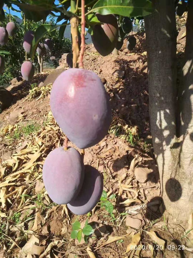 攀枝花凯特芒果白袋果黄袋果
