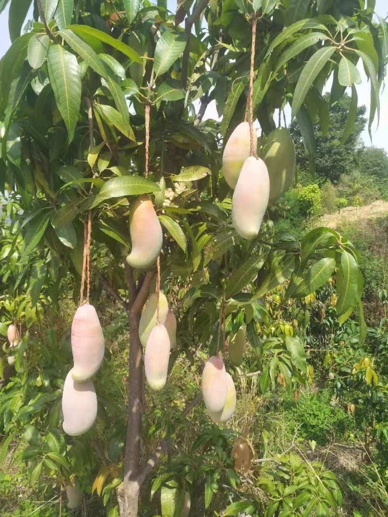 攀枝花象牙芒红象牙光果象牙白袋象牙黄袋一级果二级果加工果