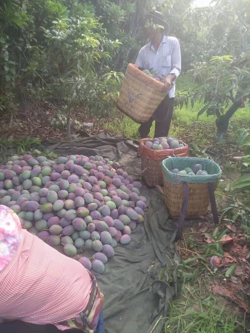 攀枝花象牙芒红象牙光果象牙白袋象牙黄袋一级果二级果加工果