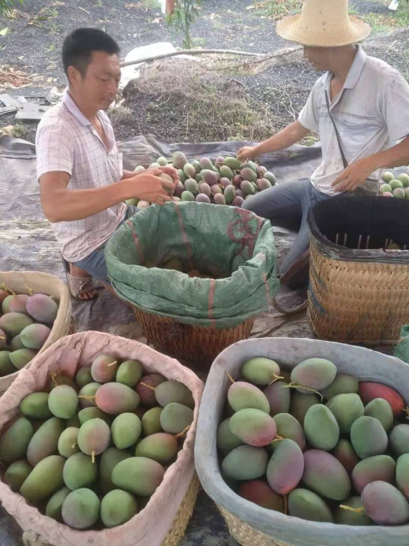 攀枝花象牙芒红象牙光果象牙白袋象牙黄袋一级果二级果加工果