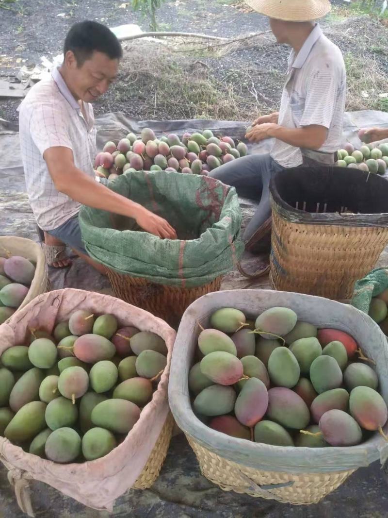 攀枝花象牙芒红象牙光果象牙白袋象牙黄袋一级果二级果加工果