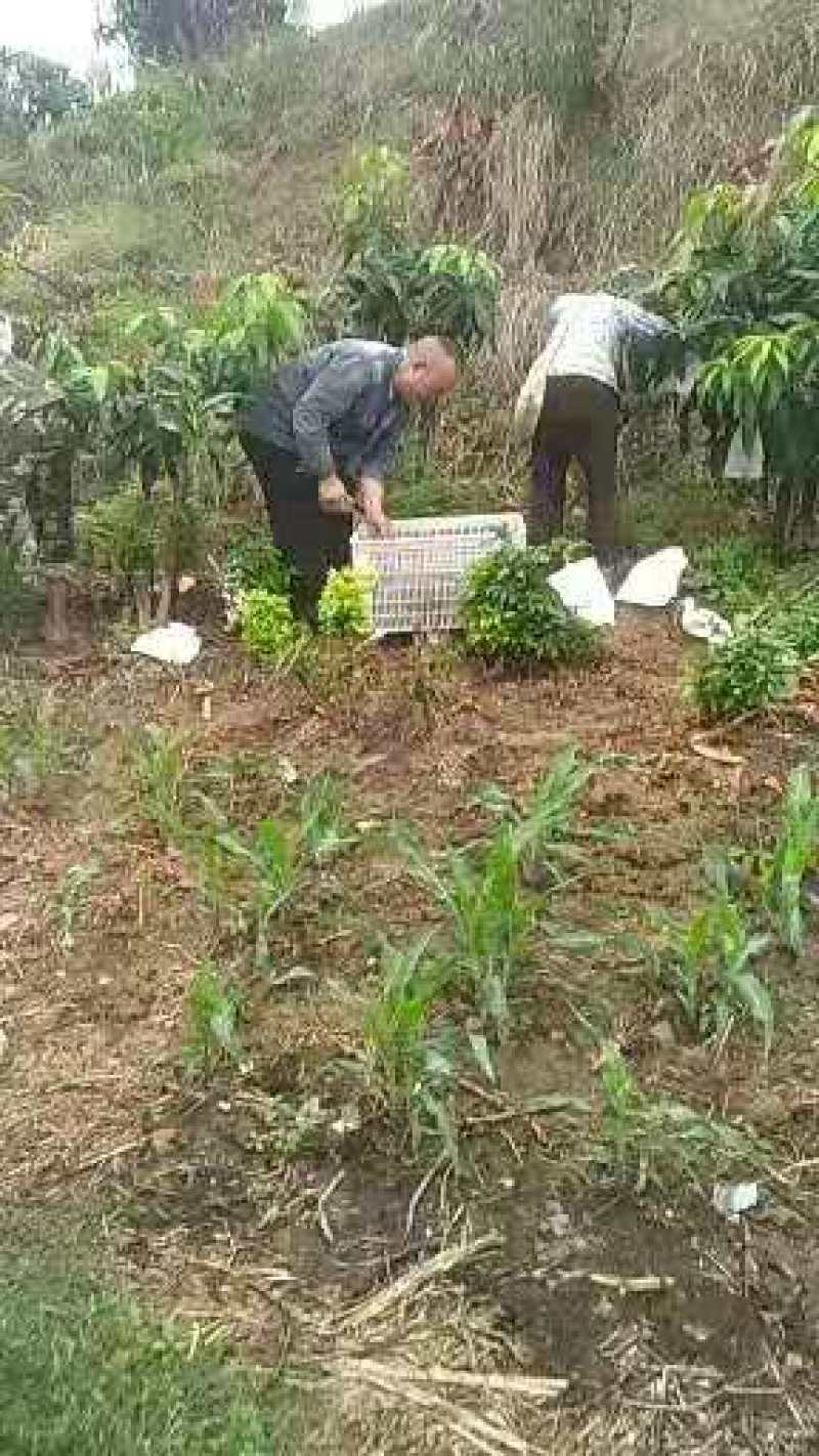 攀枝花象牙芒红象牙光果象牙白袋象牙黄袋一级果二级果加工果
