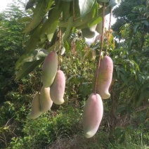 攀枝花象牙芒红象牙光果象牙白袋象牙黄袋一级果二级果加工果