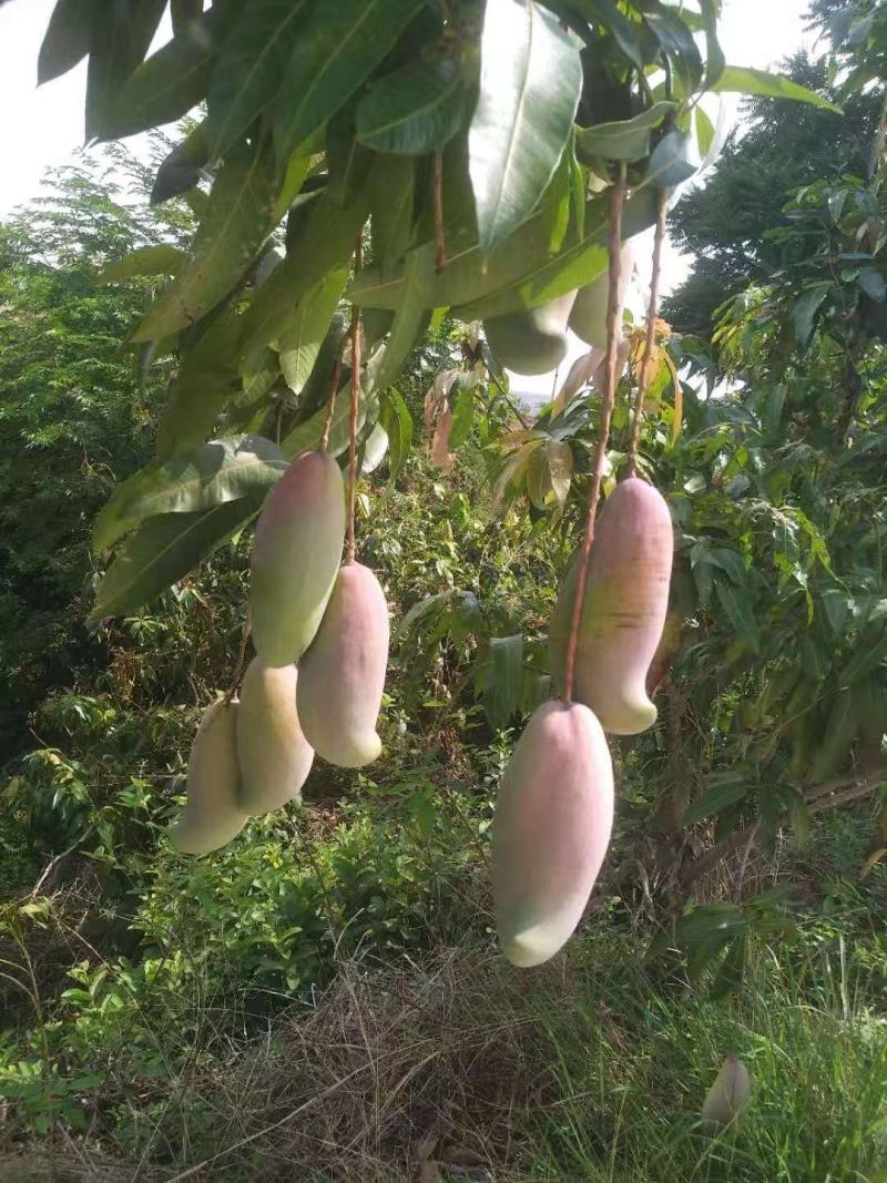 攀枝花象牙芒红象牙光果象牙白袋象牙黄袋一级果二级果加工果
