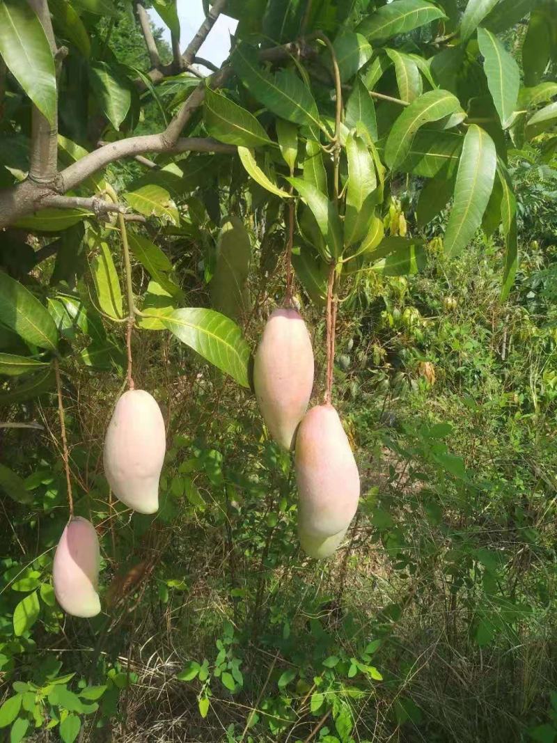 攀枝花象牙芒红象牙光果象牙白袋象牙黄袋一级果二级果加工果