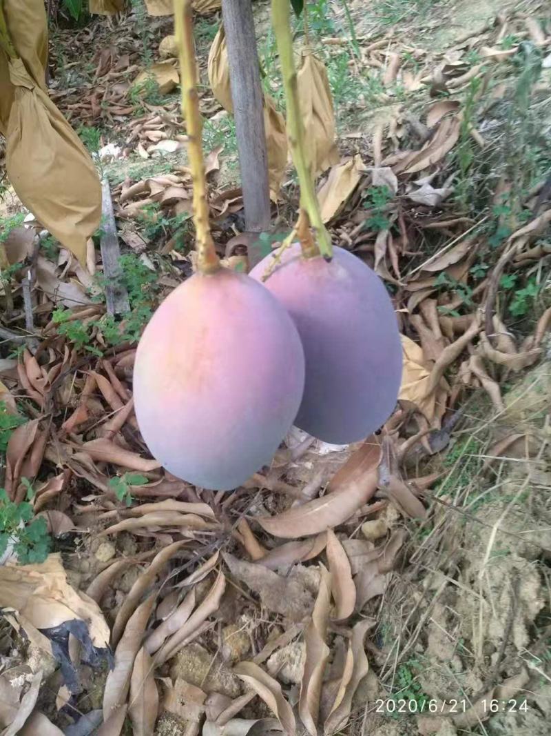 攀枝花象牙芒红象牙光果象牙白袋象牙黄袋一级果二级果加工果