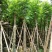 出售自家苗,黄山栾树(国庆花)8-10-12-15分
