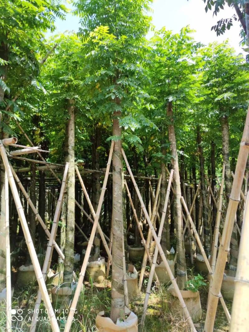 出售自家苗，黄山栾树（国庆花）8-10-12-15分