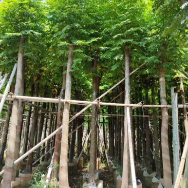 出售自家苗,黄山栾树(国庆花)8-10-12-15分