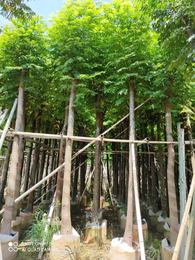 出售自家苗，黄山栾树（国庆花）8-10-12-15分
