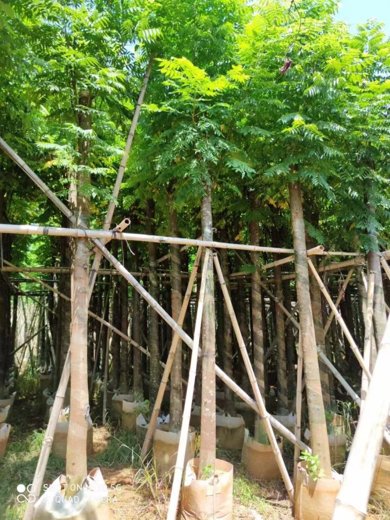 出售自家苗，黄山栾树（国庆花）8-10-12-15分