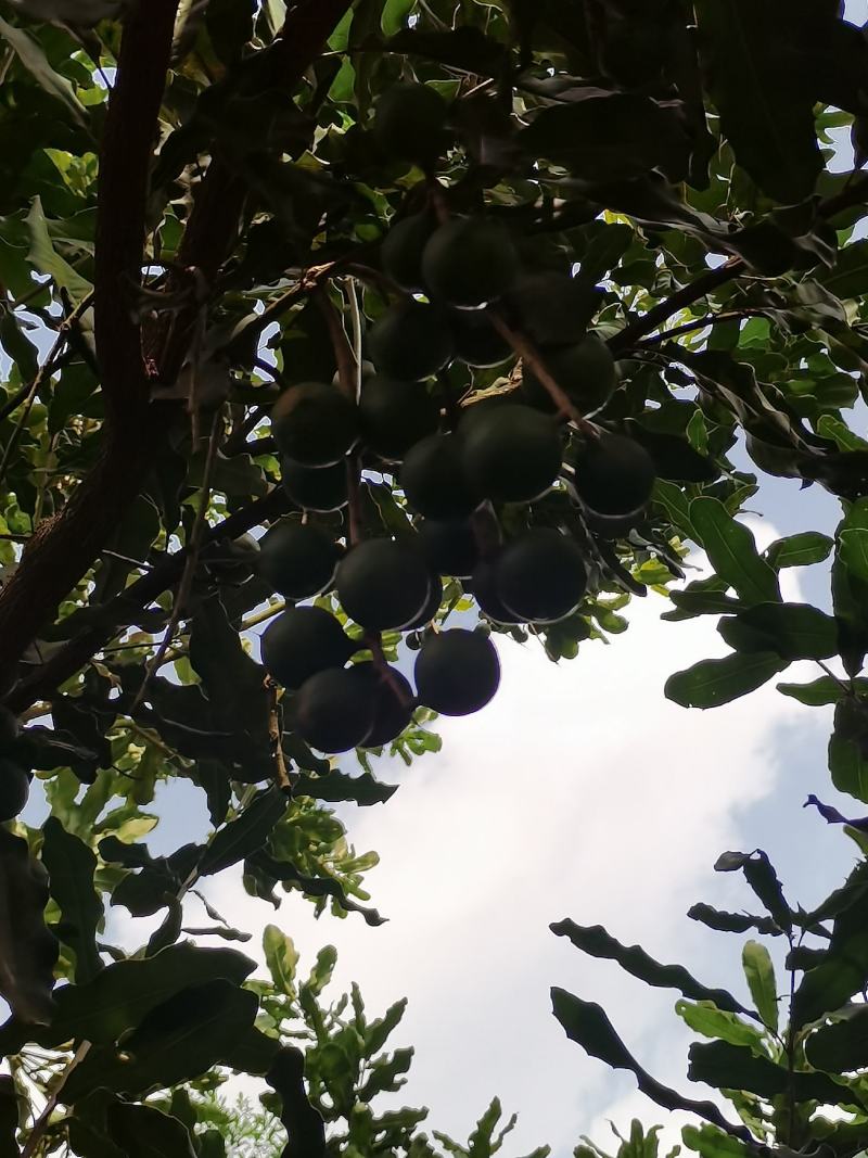 坚果