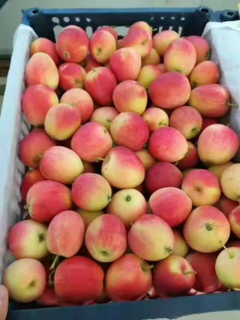 沙果