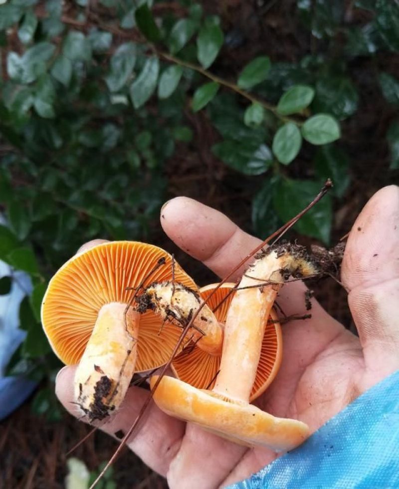 松树菌新鲜三九菇丛菌