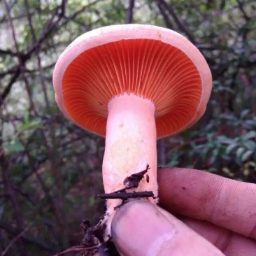 松树菌新鲜三九菇丛菌