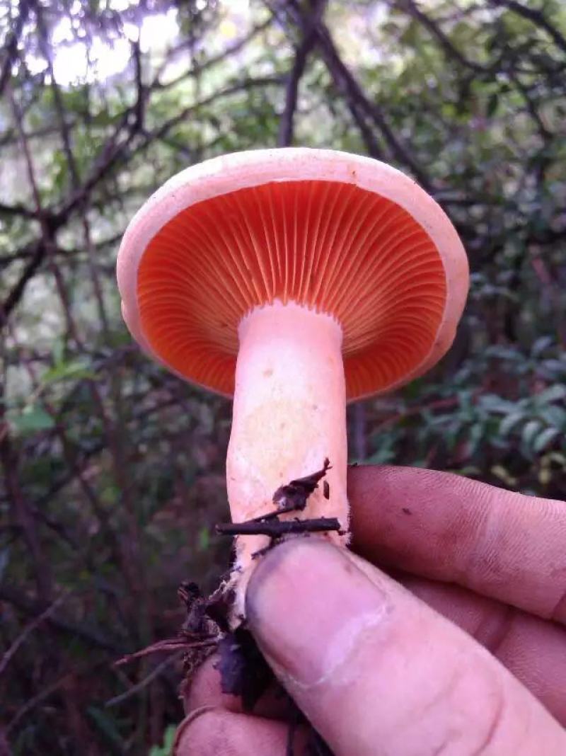松树菌新鲜三九菇丛菌