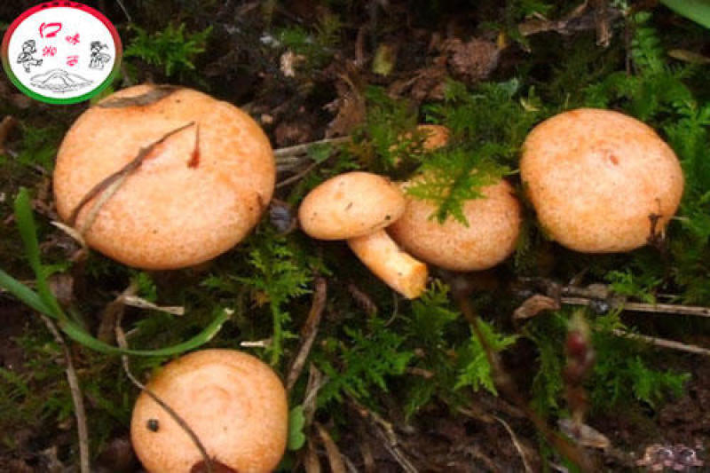 松树菌新鲜三九菇丛菌