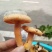 松树菌新鲜三九菇丛菌
