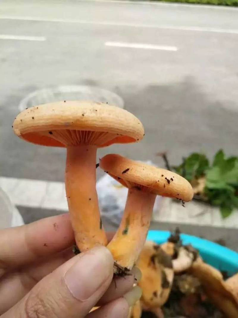 松树菌新鲜三九菇丛菌