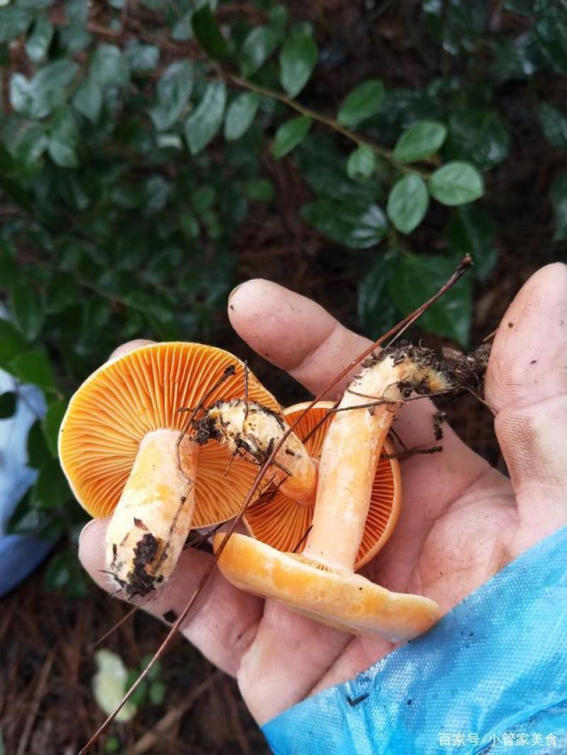 新鲜松树菇野生菌丛菌现货
